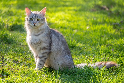 A beautiful fluffy gray cat sits on a green lawn in the sunset light