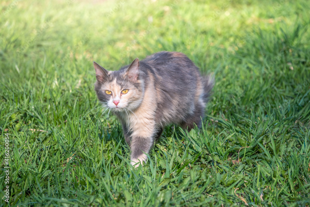 Fototapeta premium A beautiful fluffy gray cat walks on a green lawn in the sunset light.