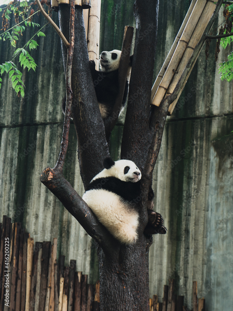 Obraz premium panda in the bamboo forest