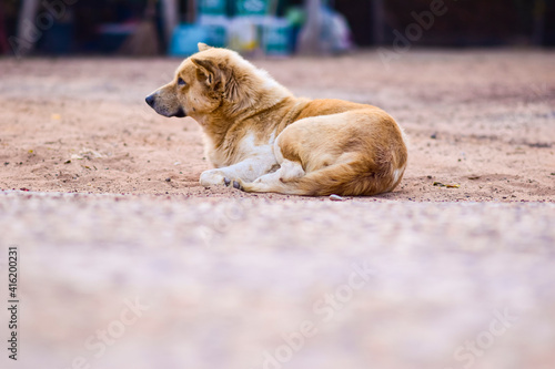 A dog sleeping on the ground.