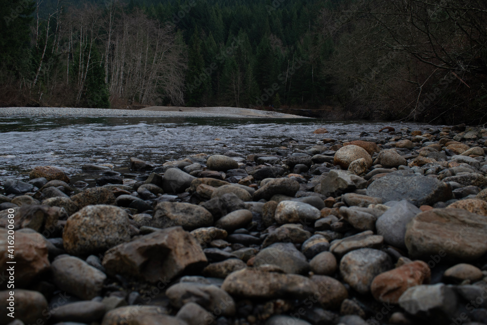 Fototapeta premium river in the forest