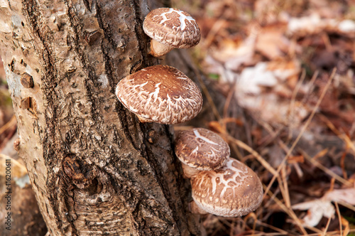 シイタケ　椎茸