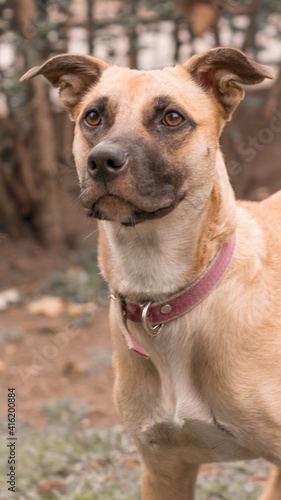 Beautiful dog looking left