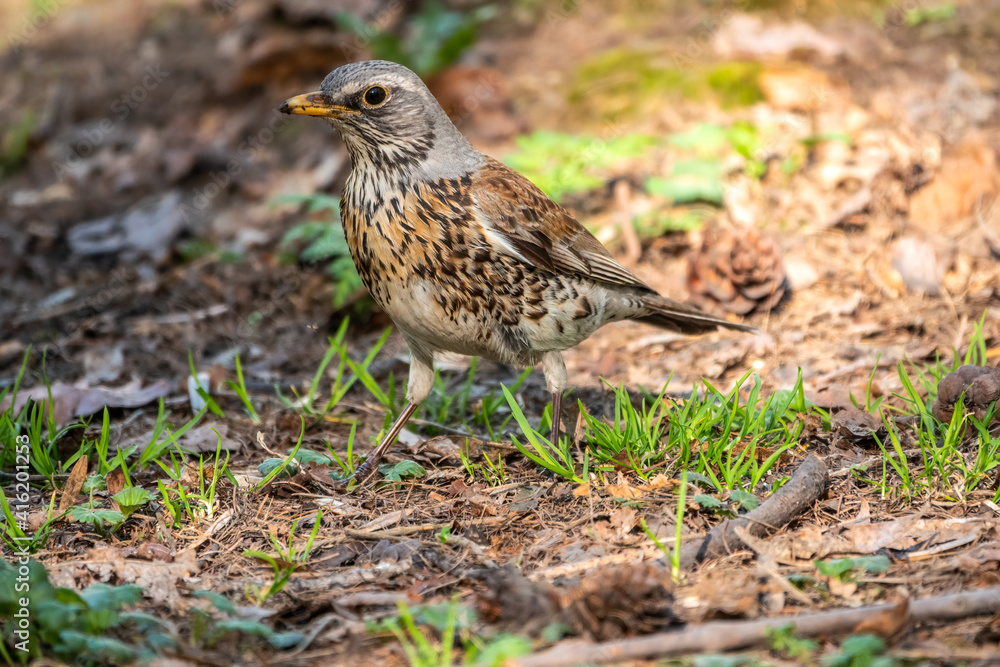 Fieldfare, Turdus pilaris, on a sprng lawn. Fieldfare, Turdus pilaris, on a sprng lawn.