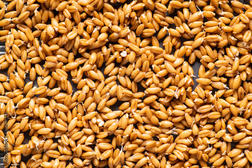 sprouted cereal seeds, wheat top view