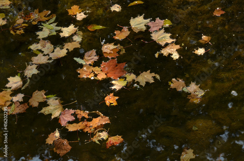 autumn leaves in water, autumn, leaves, fall, leaf, yellow, nature, season, maple, tree, orange, red, color, water, forest, abstract, foliage, colorful, green, pattern,  bright, outdoors, october