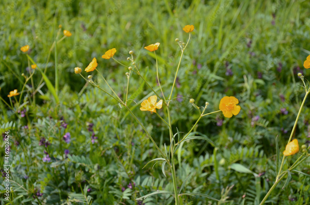 yellow flowers in the meadow, flower, nature, spring, summer, grass, meadow, field, flowers, plant, green, blossom, beauty, floral, season, leaf, blooming, bloom, beautiful, bright yellow flowers in the meadow, flower, nature, spring, summer, grass, meadow, field, flowers, plant, green, blossom, beauty, floral, season, leaf, blooming, bloom, beautiful, bright