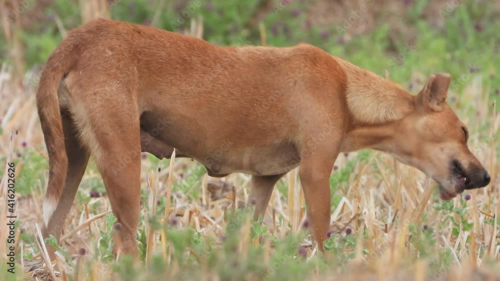 Wild Dog eating pig legs ... Wild Dog eating pig legs ...