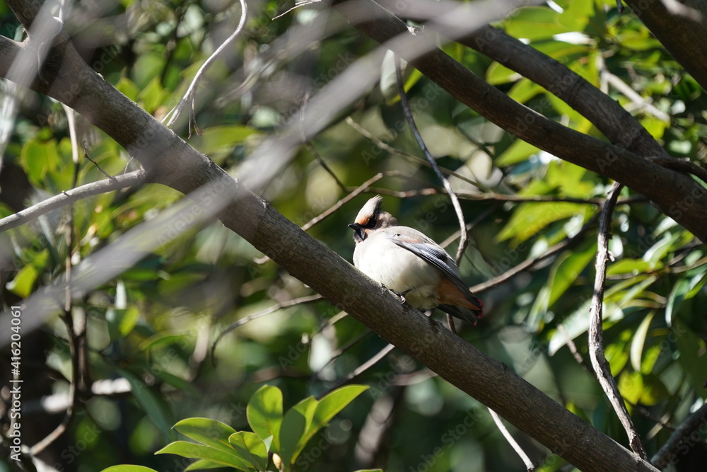 japanese waxwing on the branch japanese waxwing on the branch