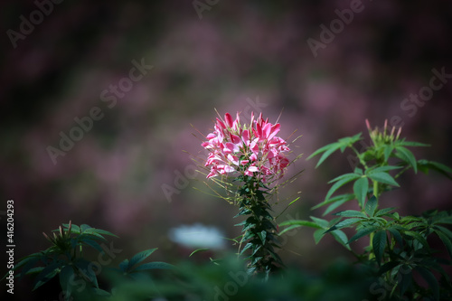 Early winter flowers in full bloom