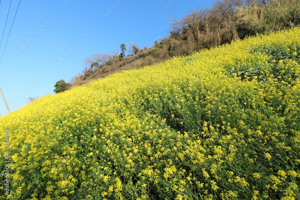 愛媛県伊予灘　菜の花畑