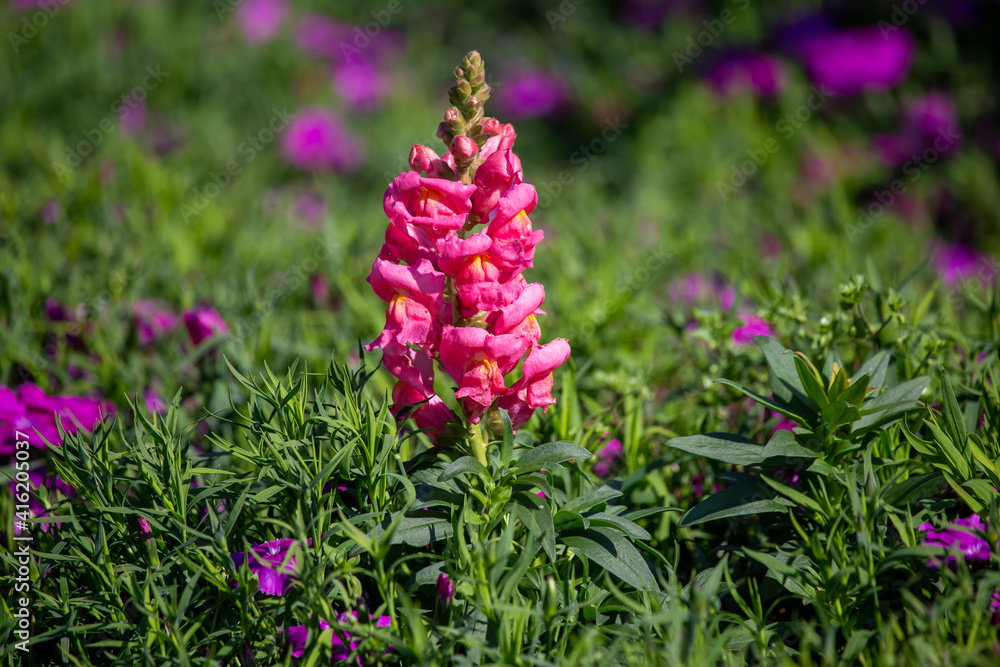 Obraz premium Early winter flowers in full bloom