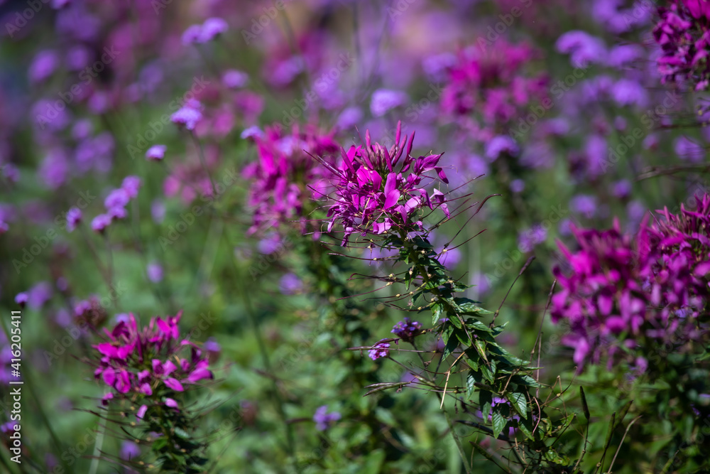 Fototapeta premium Early winter flowers in full bloom