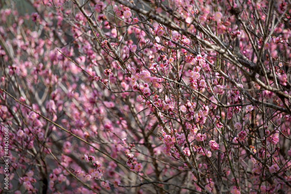 Early winter flowers in full bloom Early winter flowers in full bloom