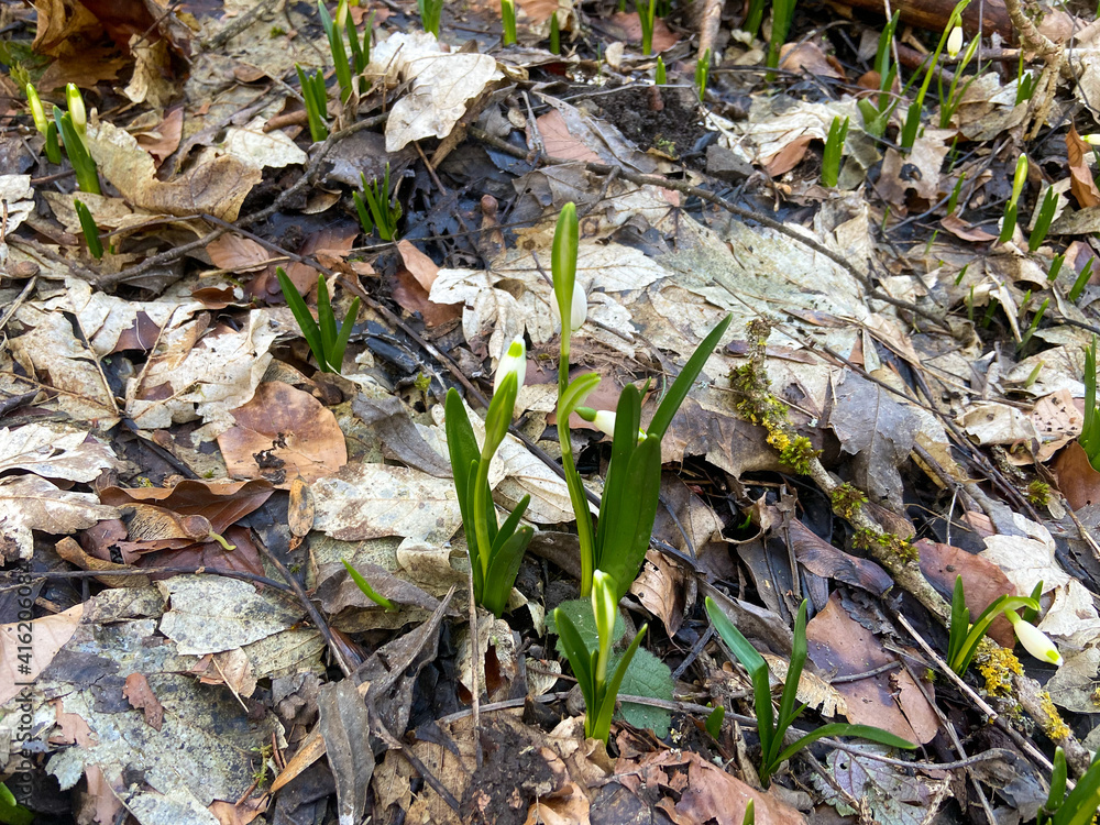 Wanderung bei Singen im Frühling Wanderung bei Singen im Frühling