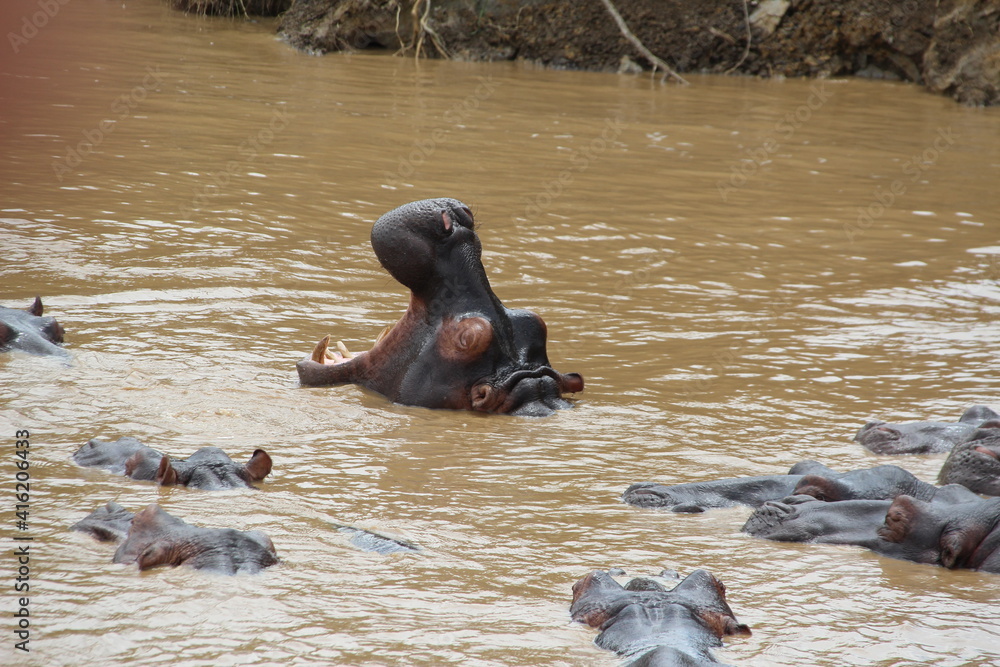 Fototapeta premium Hippopotamus, Lake St. Lucia, Richards Bay, South Africa.