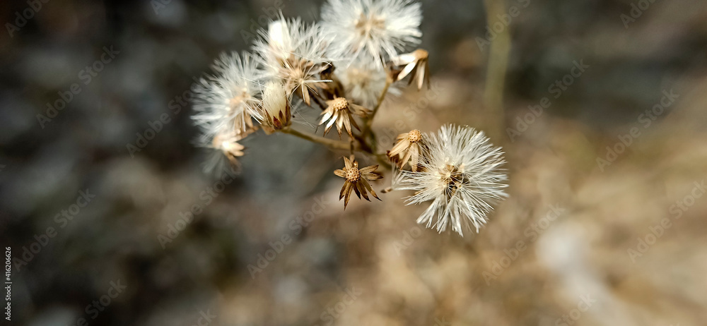 White pollen of grass in the field White pollen of grass in the field