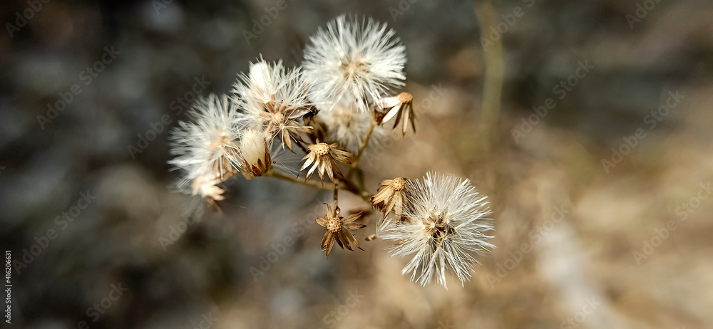 White pollen of grass in the field White pollen of grass in the field
