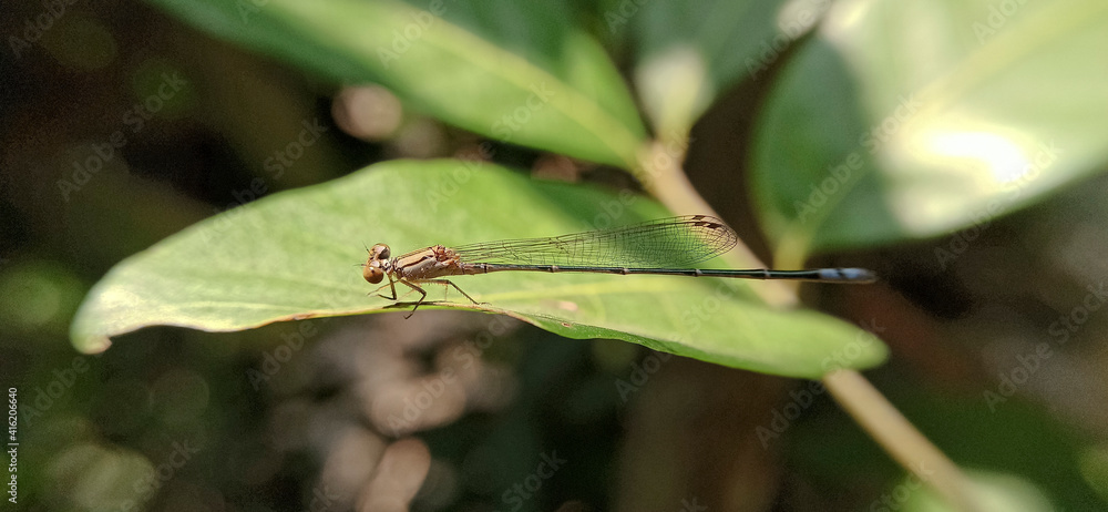 A long-tailed dragonfly in the forest A long-tailed dragonfly in the forest