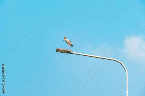 stork bird perched on lighting pole over blue sky with white clouds a beautiful in nature scene of tropical migratory birds