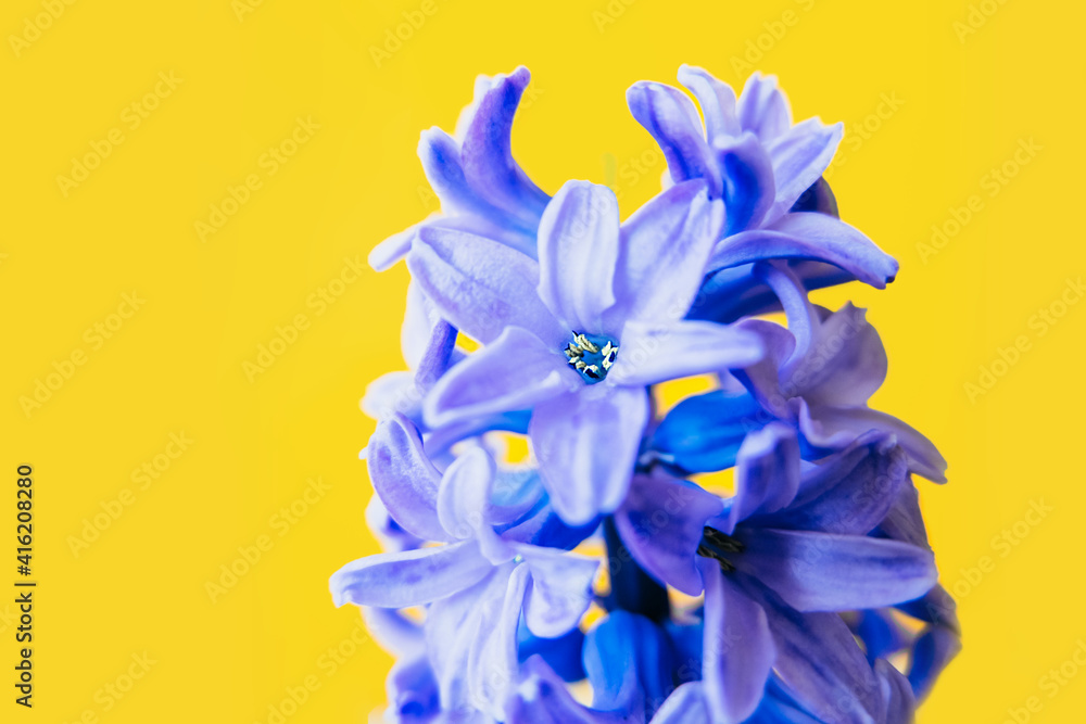 bright lush blooming flower of blue purple hyacinth with green leaves on bright yellow background. high quality greeting card, select focus