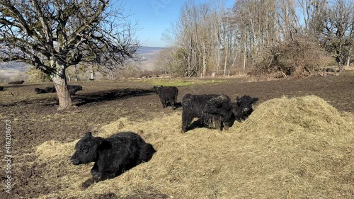 Naturschutz Tierschutz photo