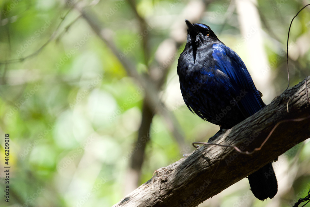 Fototapeta premium The Malabar whistling thrush bird on tree
