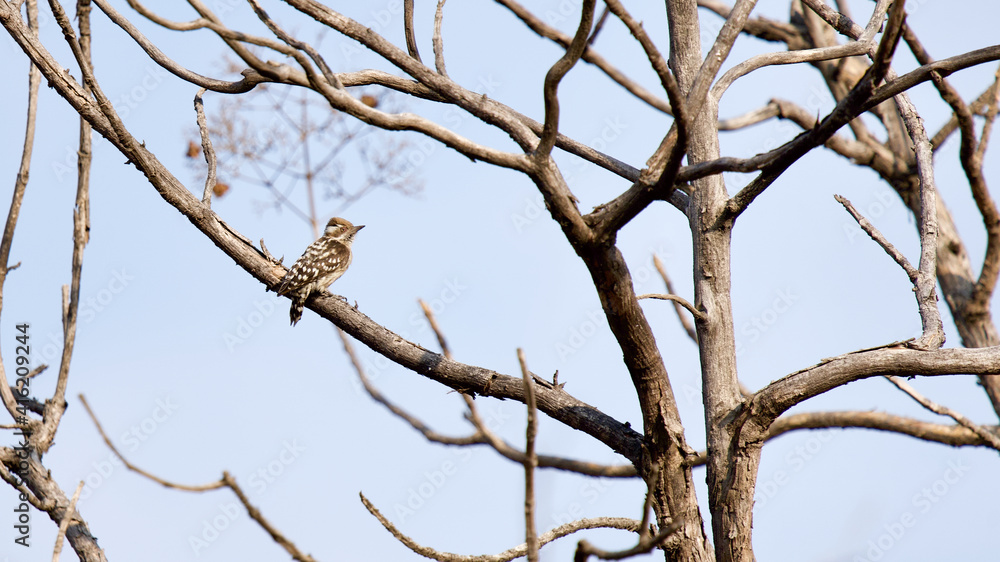 The brown-capped pygmy woodpecker. The brown-capped pygmy woodpecker.