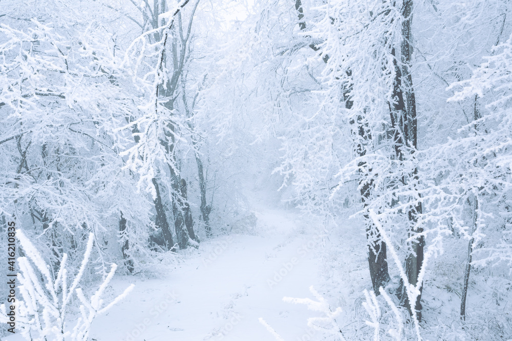 Frozen bare trees covered with frost, winter scene Frozen bare trees covered with frost, winter scene