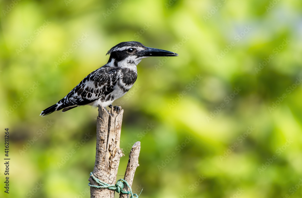 The pied kingfisher perching on tree branch , Thailand The pied kingfisher perching on tree branch , Thailand