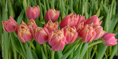 A group of tulips of the same variety on a background of green leaves and young tulips. Blooming tulips. Selective focus. Close up.