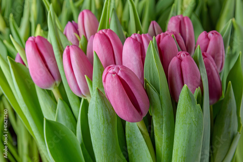 A group of tulips of the same variety on a background of green leaves and young tulips. Blooming tulips. Selective focus. Close up.