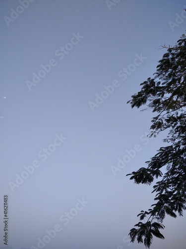 tree and sky