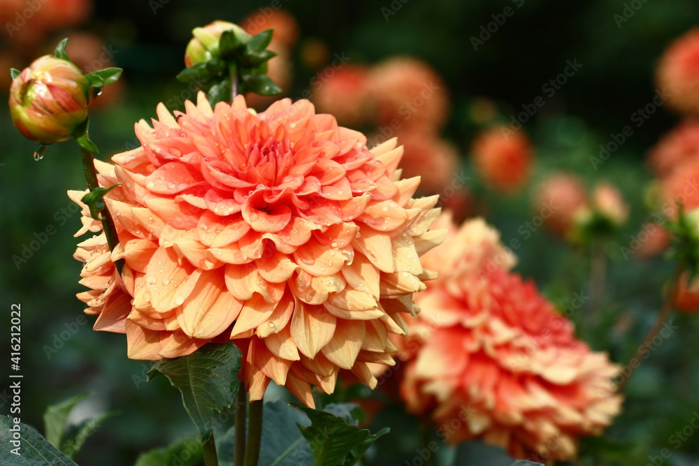Flower bed flowers decorate dahlias with petals of salmon color.In total in water drops after a rain. Flower bed flowers decorate dahlias with petals of salmon color.In total in water drops after a rain.