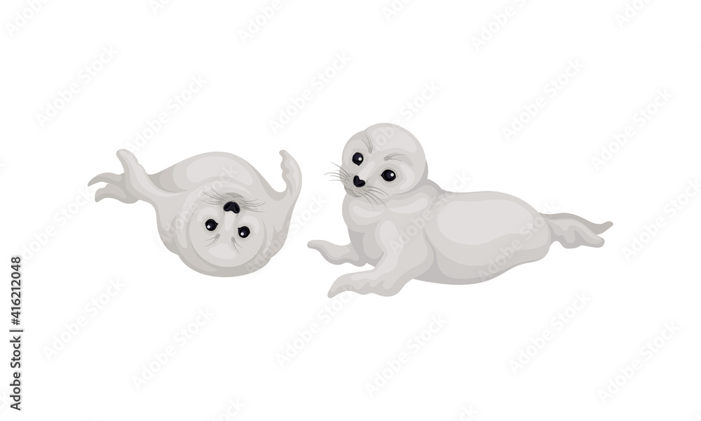 White Fur Seals as Pinniped Specie with Vibrissae and Dense Underfur Vector Set White Fur Seals as Pinniped Specie with Vibrissae and Dense Underfur Vector Set