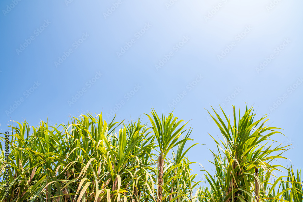 A sugarcane forest under the blue sky A sugarcane forest under the blue sky