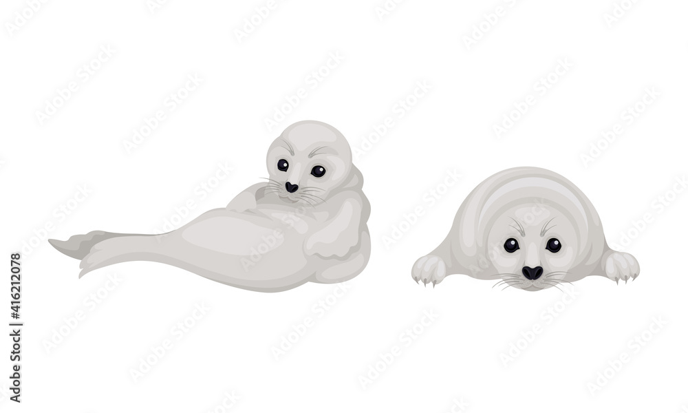 Fototapeta premium White Fur Seals as Pinniped Specie with Vibrissae and Dense Underfur Vector Set