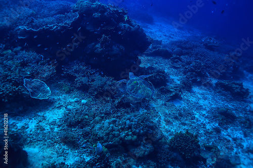 sea turtle underwater / exotic nature sea animal underwater turtle