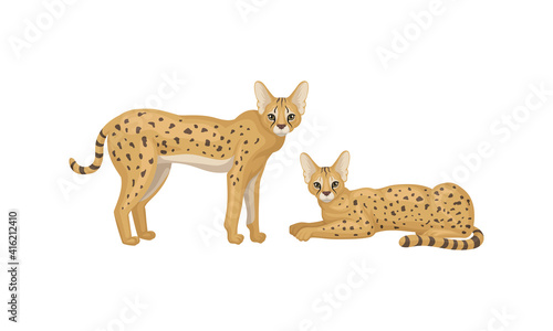 Serval as African Wild Cat with Small Head and Large Ears Standing and Lying Vector Set