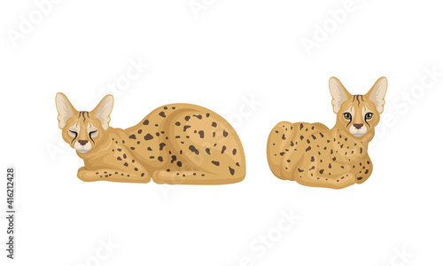 Serval as African Wild Cat with Small Head and Large Ears Lying Vector Set
