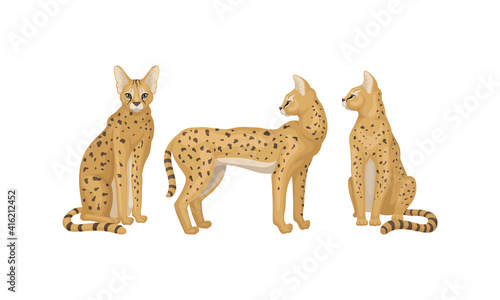 Serval as African Wild Cat with Small Head and Large Ears Standing and Sitting Vector Set