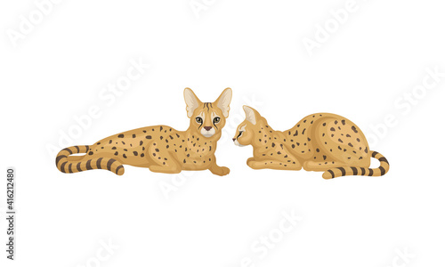 Serval as African Wild Cat with Small Head and Large Ears Lying Vector Set