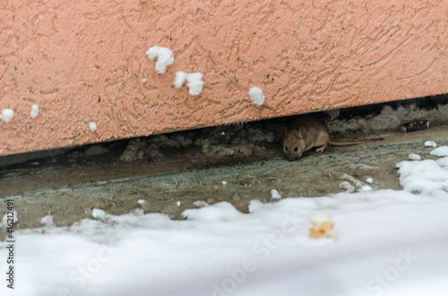 A little field mouse on a concrete terrace covered with snow 