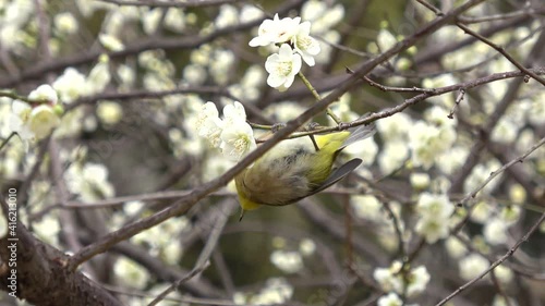 Warbling white-eye, Zosterops Japonicus bird feeding on nectar of plum flowers in Japan. Close up. 4K
