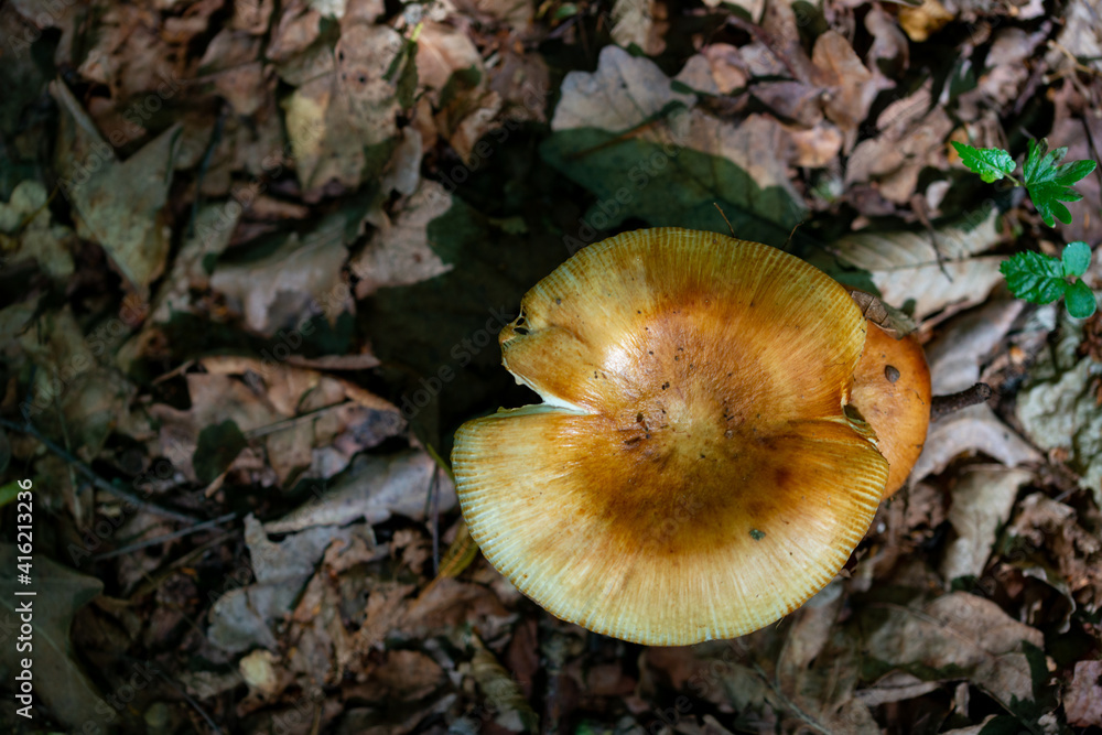 inedible mushrooms from the forest where we go on a holiday trip inedible mushrooms from the forest where we go on a holiday trip