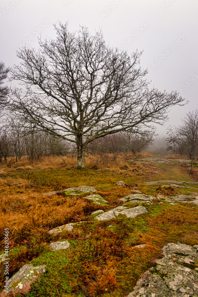 Omberg hill in Östergötland, Sweden. Rocky ground, big tree. Foggy, autumn day. No leaves on the trees