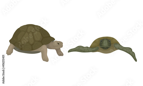 Turtles with Bony Shell as Land-dwelling and Sea-dwelling Specie Vector Set