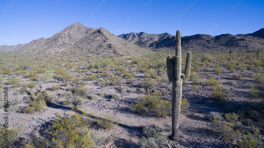 A lone cactus stands in the desert with some mountains in the background A lone cactus stands in the desert with some mountains in the background