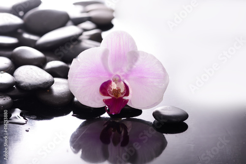 Still life with pink orchid  close up with pile of black stones
