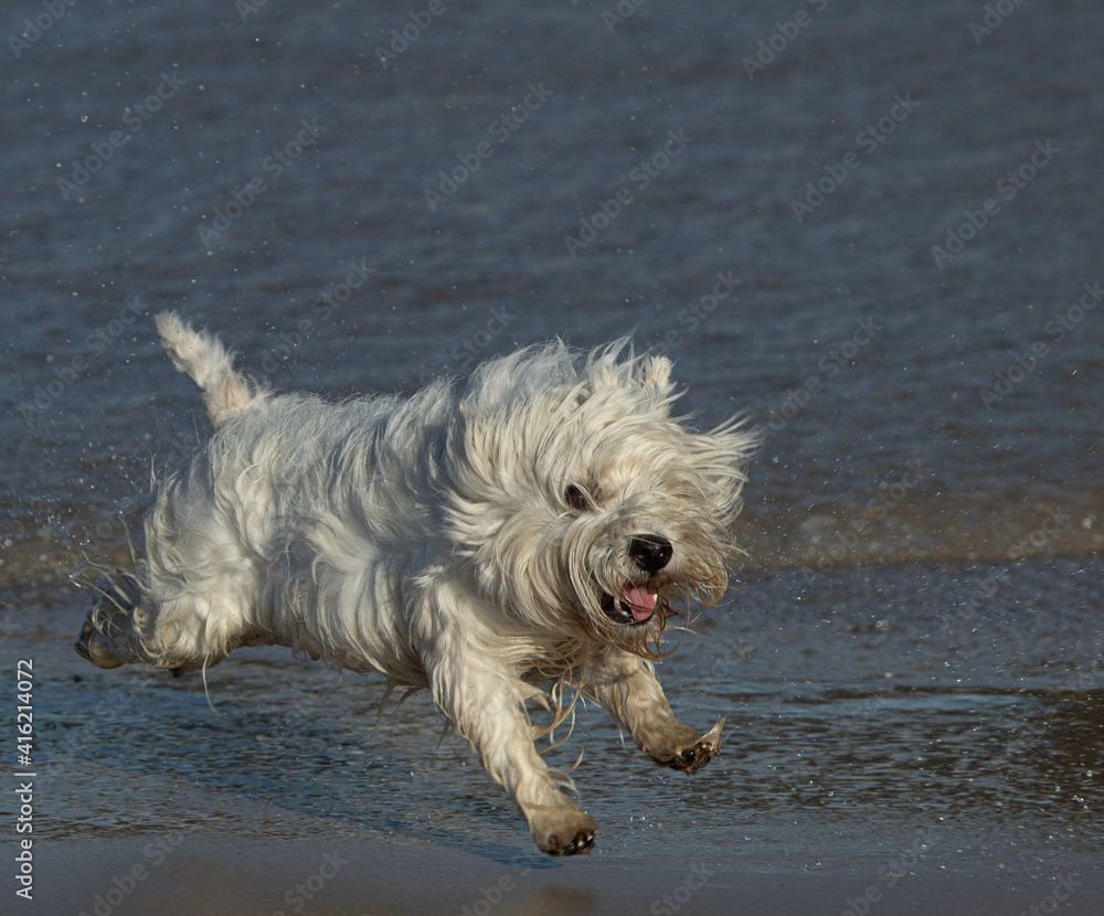West Highland Terrier racing through the surf 